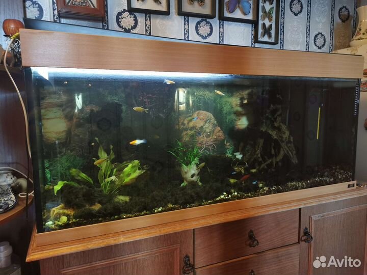 Аквариум juwel rio 240