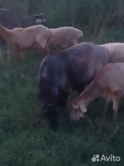 Баран племенной