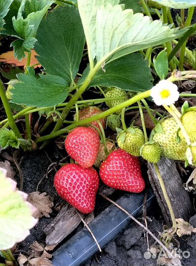 Свежая клубника