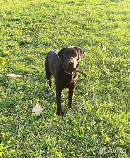 Собака в добрые руки отдам бесплатно