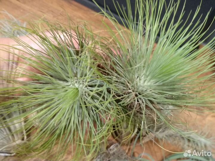 Тилландсия атмосферная