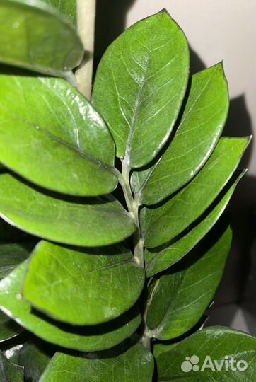 Замиокулькас сорт супер нова