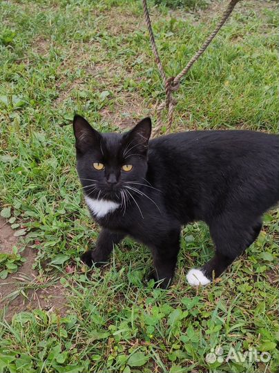 Котенок девочка