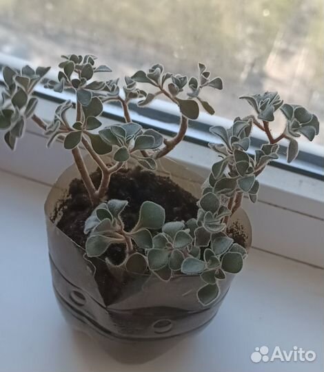 Комнатные цветы