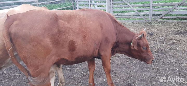 Коровы бычок телята телки