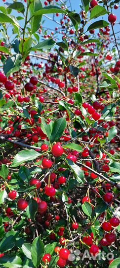 Вишня ягода свежая