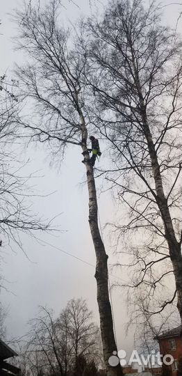 Спил деревьев