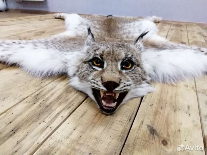 Таксидермия. Выделка шкур