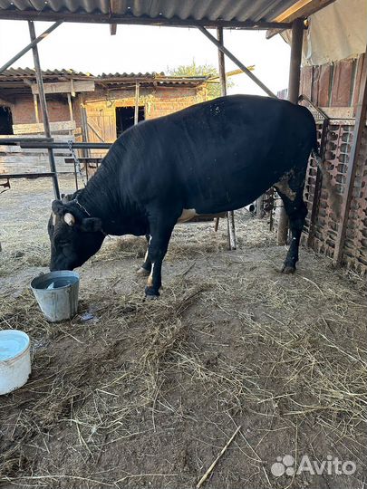 Быки на мясо