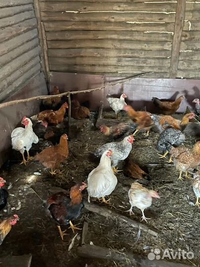 Молодые петушки