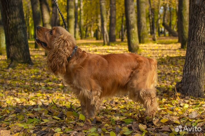Вязка собак