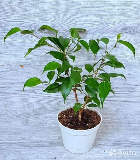 Фикус Бенджамина в ассортименте