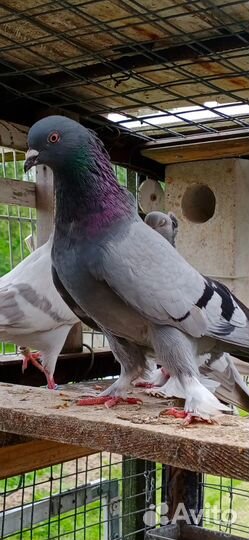 Гонные голуби из деревни