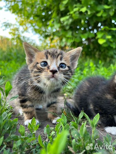 Котята 1.5 месяца