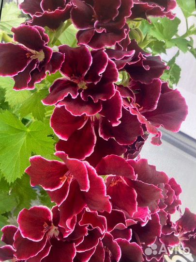 Пеларгонии