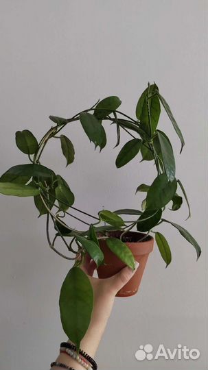 Дисхидии, хойи