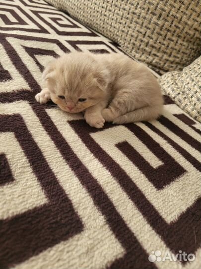 Британские вислоухие котята