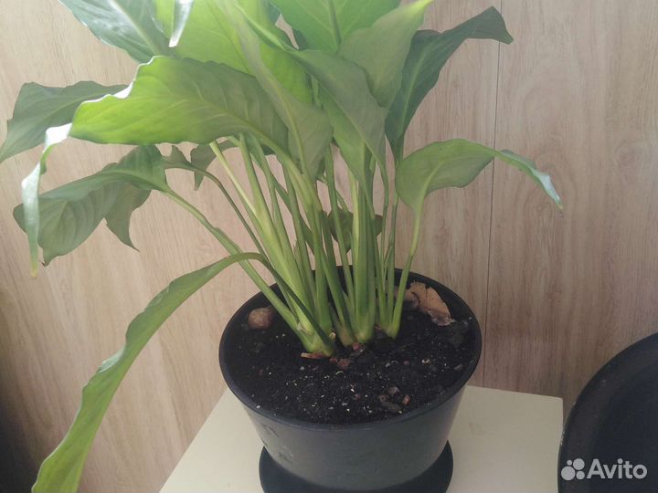 Спатифиллум