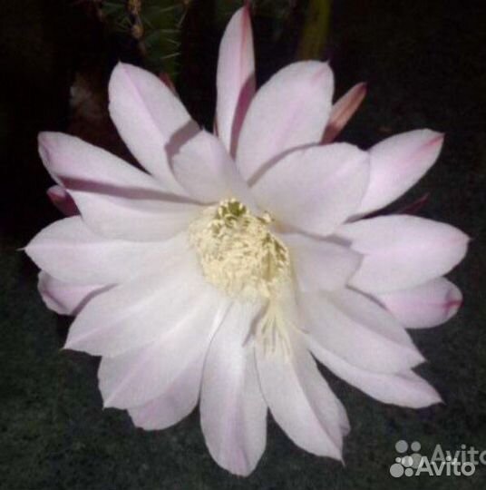 Кактус эхинопсис (нежно-розовые цветы)