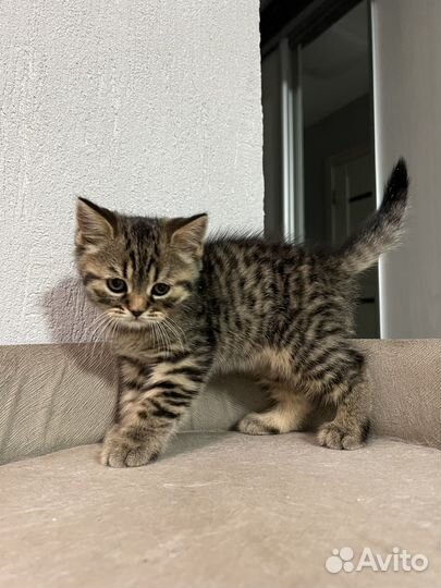 Британские котята