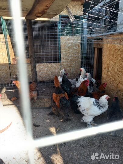 Куры петухи