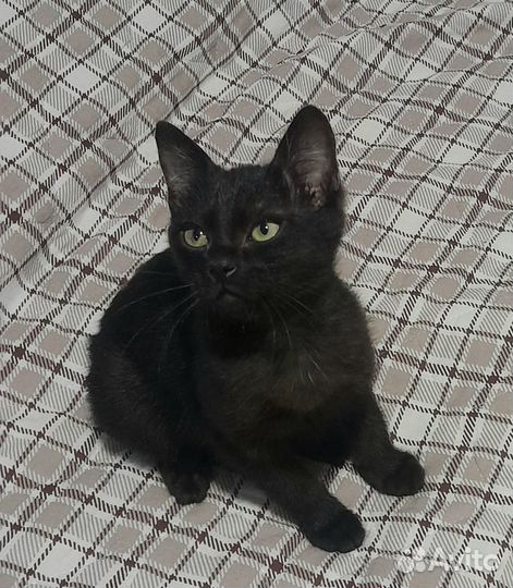 Малышка ищет дом