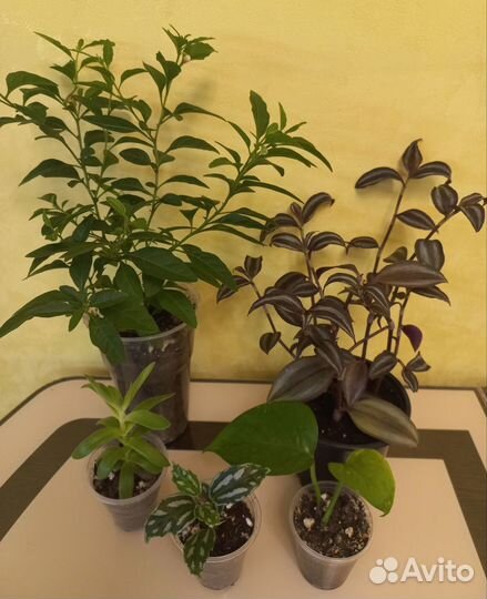 Комнатные растения пакетом
