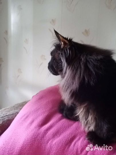 Котята мейн-кун