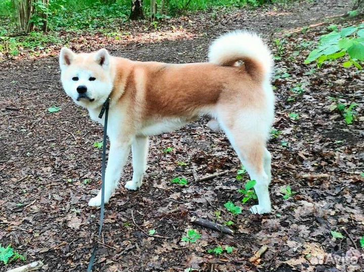 Акита ину бесплатно