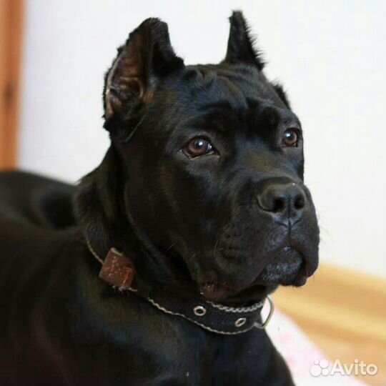 Вязка Кане-корсо