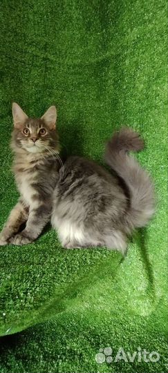 Мейн кун девочки и мальчики