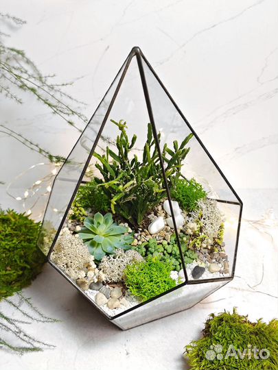 Флорариум суккуленты