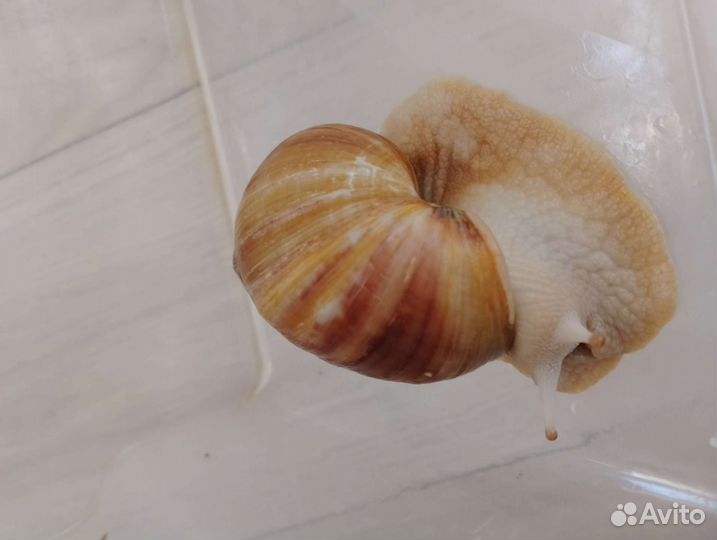 Улитка Ахатина Антистресс