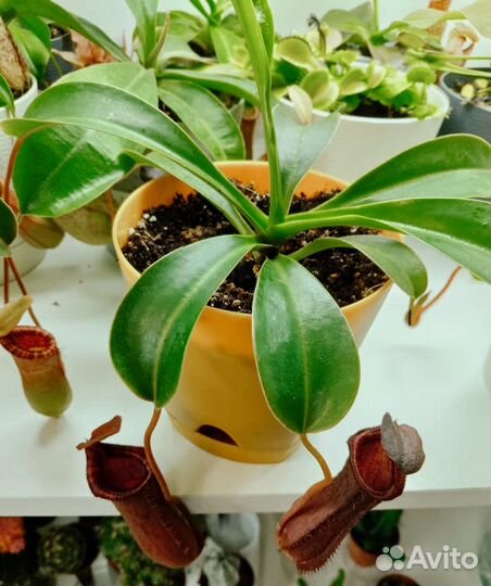 Непентес в ассортименте