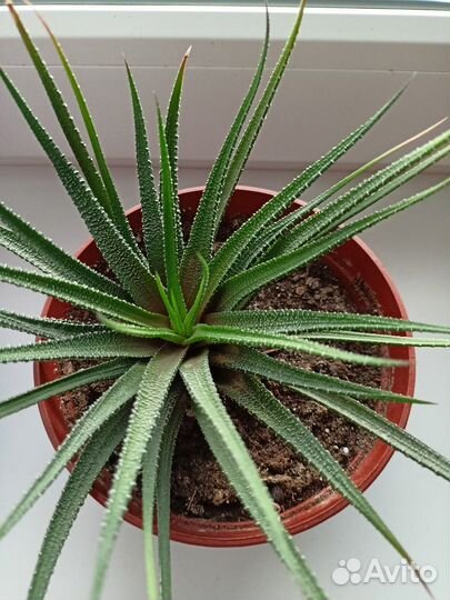 Комнатные цветы