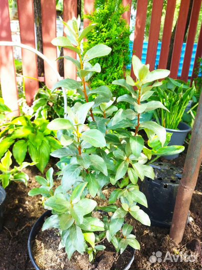 Декоротивно-цветущие растения для сада