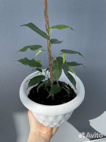 Фикус бенджамина