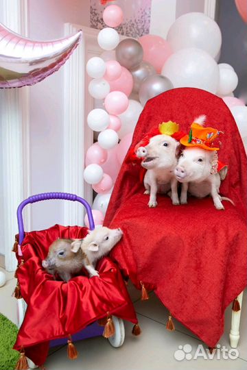 У вас праздник Пригласите поросёнка