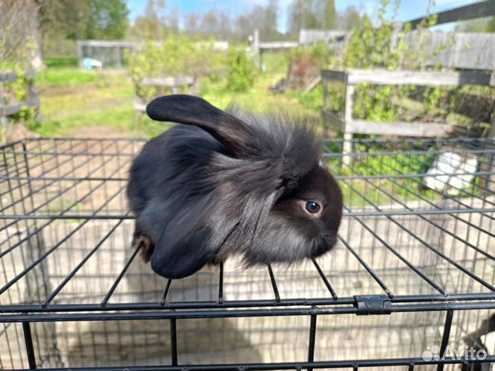 Декоративные кролики