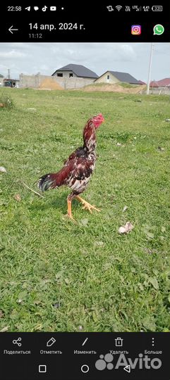 Бойцовый питух