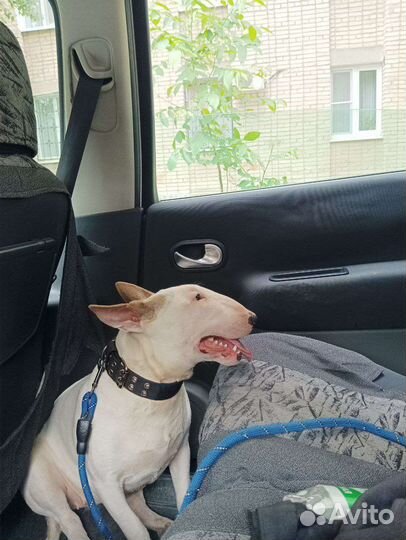 Вязка) Девочка Бультерьер хочет любви и ласки