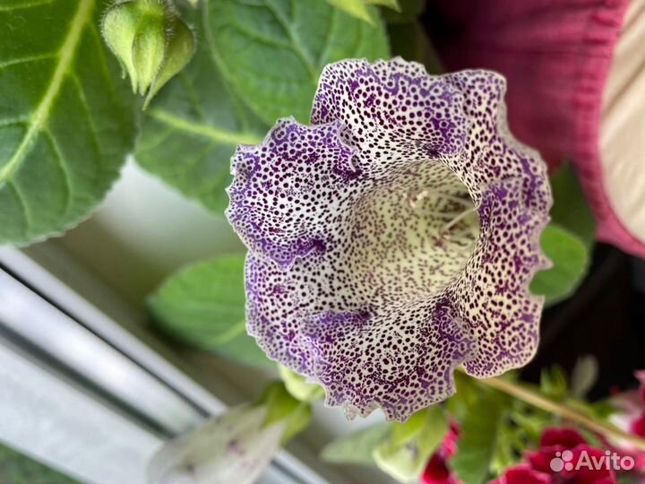 Глоксиния махровая, глоксиния тигровая