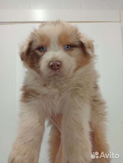 Щенки австралийская овчарка Аусси продаются