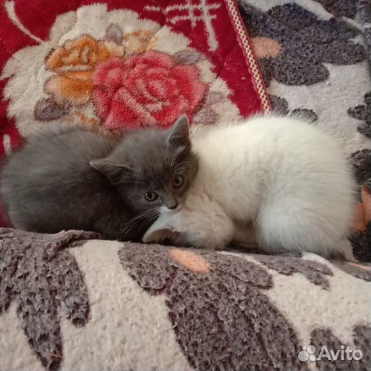 Котенок в дар бесплатно