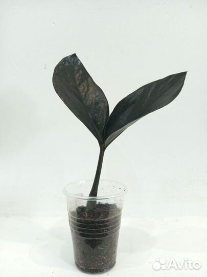 Замиокулькас черный Равен