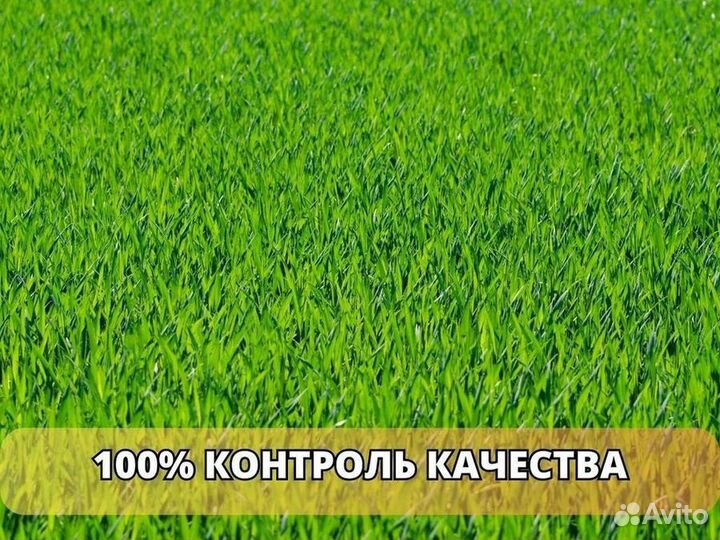 Продажа рулонного газона