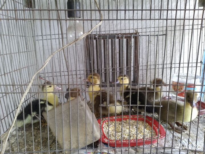 Мускусные индоутята