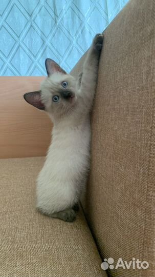Сиамский котенок