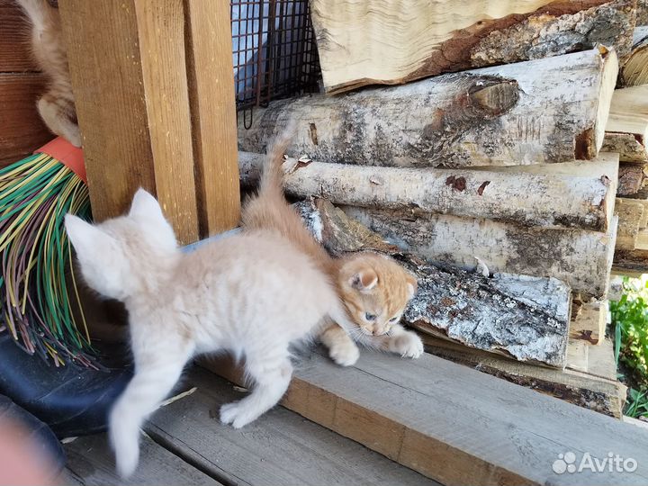 Отдам в добрые руки котят вислоухих