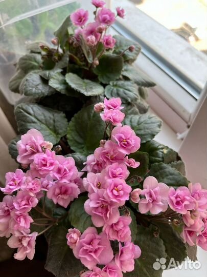 Цветущие фиалки